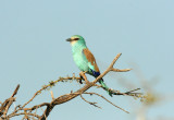 Abyssinian Roller. Photo Stefan  Lithner