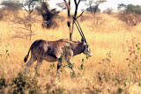 Beisa Oryx. Photo Stefan  Lithner