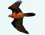  Lammergeier. Photo Stefan  Lithner