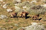 Gelada baboon.  Photo Stefan  Lithner