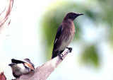 112 Madagascar starling nale + female Ranomafana 081101 S. Lithner