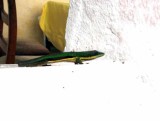 116 lined day-gecko (Phelsuma lineata) Ranomafana 081102 S. Lithner