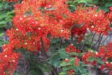 121 Delonix madagascariensis Isalo Nat Pk Relay de la Reign 081102 S. Lithner