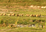 149 Madagascar sandgrouse Toliara 081105 S. Lithner
