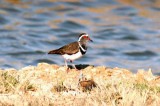 152 three-banded plover Ifaty 081105 S. Lithner