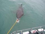 Erm... Great Whites!!