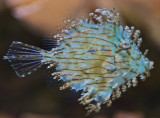 Tasseled Filefish