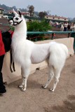 Llama competition