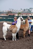 Llama competition