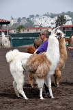 Llama competition