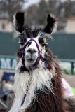 Llama competition