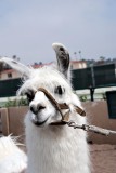 Llama competition