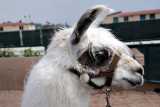 Llama competition