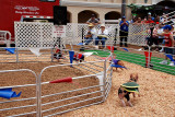 The pig races