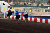 Ostrich races