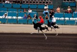 Ostrich races