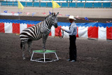 Performing Zebra