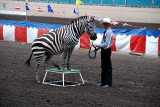 Performing Zebra