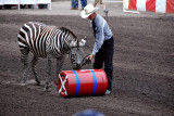 Performing Zebra