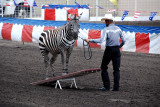 Performing Zebra