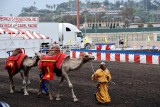 Camel races