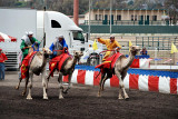 Camel races