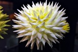 Dahlia