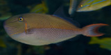  Goldenback Triggerfish