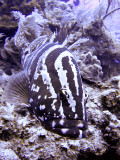 Coral Grouper Posing