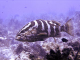 Coral Grouper With Fish in Mouth