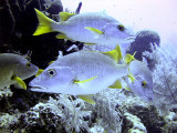 Four Schoolmaster Fish