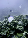 Damsel Fish Swimming