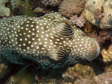 Puffer Fish From Above