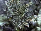 Hunting Lionfish 02