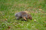 Young Grey Squirrel 13