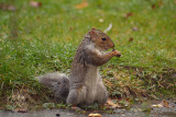 Young Grey Squirrel 17