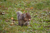 Young Grey Squirrel Eating 05