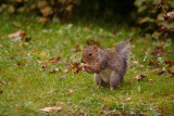 Young Grey Squirrel with Monkey Nut 02