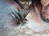 Common Lionfish - Pterois Miles