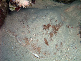 Electric Ray Covered with Sand - Torpedo Panthera