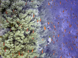 Anthias by Wall - Daedelus Reef 03