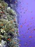 Anthias by Wall - Daedelus Reef 05