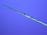 Cornetfish - Daedelus Reef 02