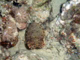 Baby Cuttlefish and Hard Coral 01