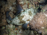 Black Blotched Porcupine Fish from above - Diodon Liturosus