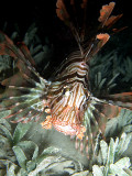 Common Lionfish in Sea Grass - Pterois Miles 03