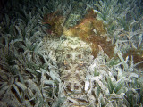 Crocodilefish in Sea Grass from Front