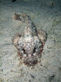 Scorpionfish in Sand from Above
