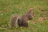 Grey Squirrel 17