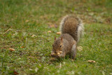 Grey Squirrel with Monkey Nuts 02